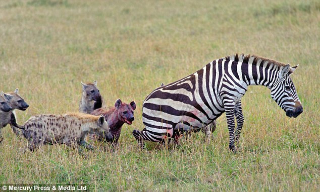 Hamile zebraya ve doğmamış yavrusuna acımadılar - Resim: 1