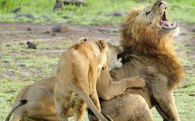 Böyle kapışma görülmedi - Resim: 3