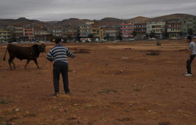 Azgın boğa ortalığı birbirine kattı - Resim: 3