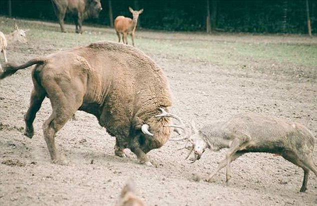 Geyik 1 tonluk bizona kafa tutarsa - Resim: 2