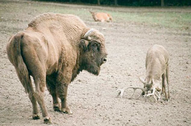 Geyik 1 tonluk bizona kafa tutarsa - Resim: 1