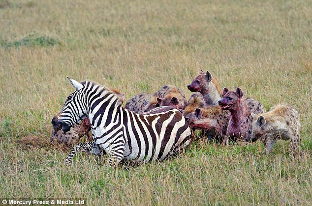 Hamile zebraya ve doğmamış yavrusuna acımadılar - Resim: 3