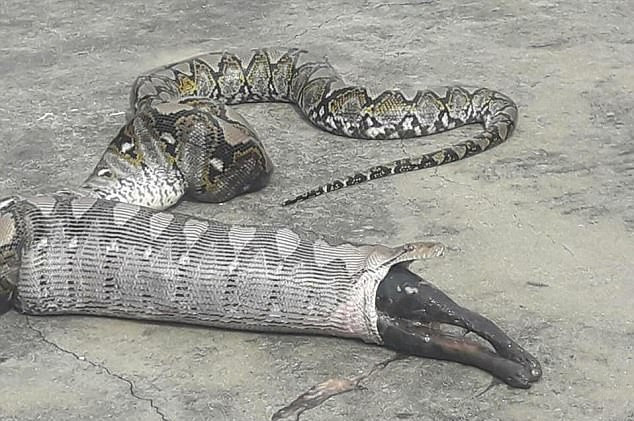 4 metrelik piton kediyi yuttu yutmasına ama sonra bakın ne oldu - Resim: 3