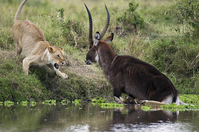 Aslan antilobu böyle avlamaya çalıştı! - Resim: 4