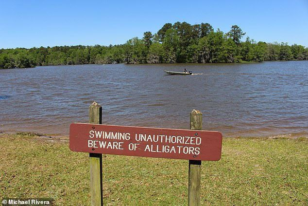 ABD'de 320 kilo ağırlığında dev bir timsah bulundu - Resim: 4