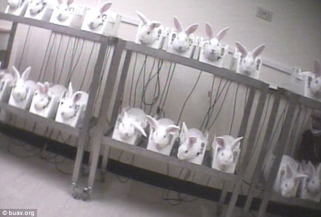 Deney mi işkence mi belli değil! - Resim: 1