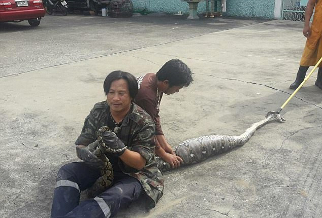 4 metrelik piton kediyi yuttu yutmasına ama sonra bakın ne oldu - Resim: 2