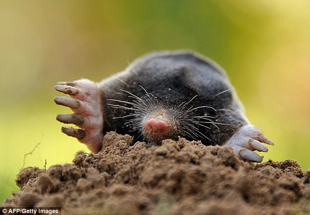 Balığın içinden çıkana bakın şoke olacaksınız - Resim: 4