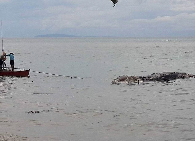 Bu gizemli yaratık neyin nesi dünya hayrete düştü - Resim: 3
