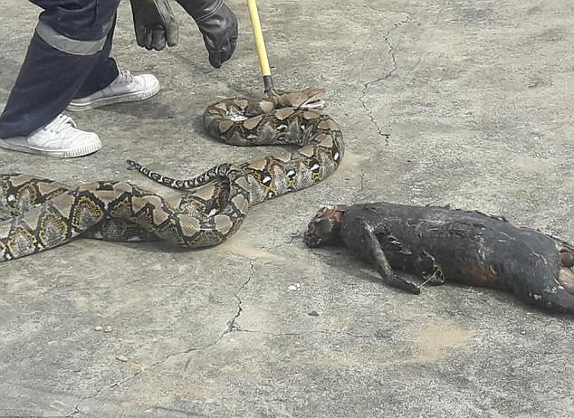 4 metrelik piton kediyi yuttu yutmasına ama sonra bakın ne oldu - Resim: 4