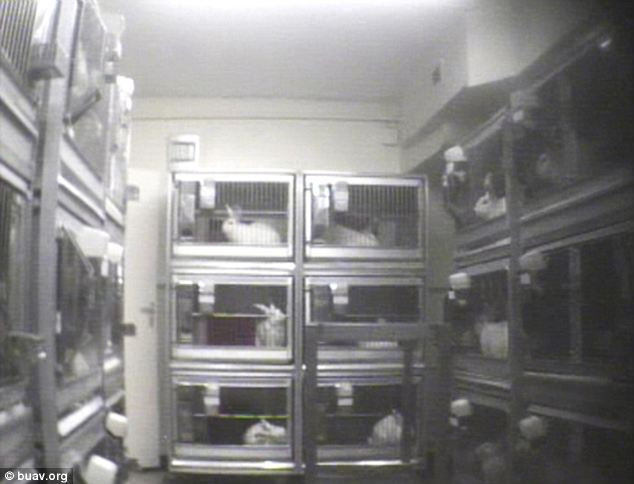 Deney mi işkence mi belli değil! - Resim: 3