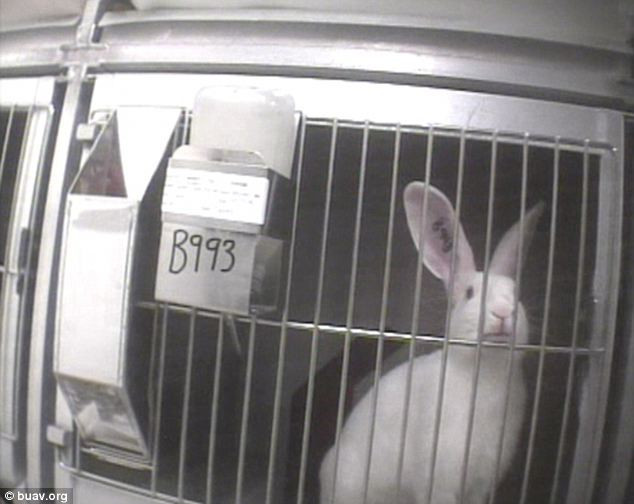 Deney mi işkence mi belli değil! - Resim: 2