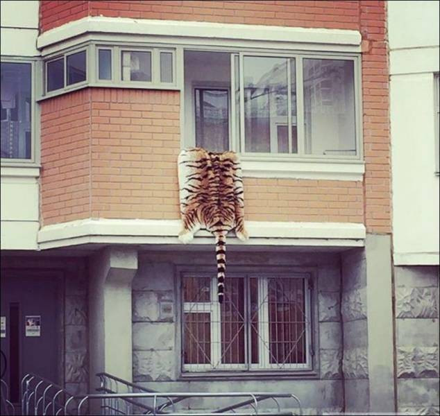 Günün en çılgın 60 fotoğrafı - Resim: 4