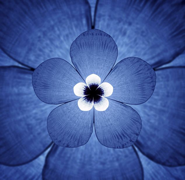 Sesleri görüntüye çeviren teknoloji - Resim: 4