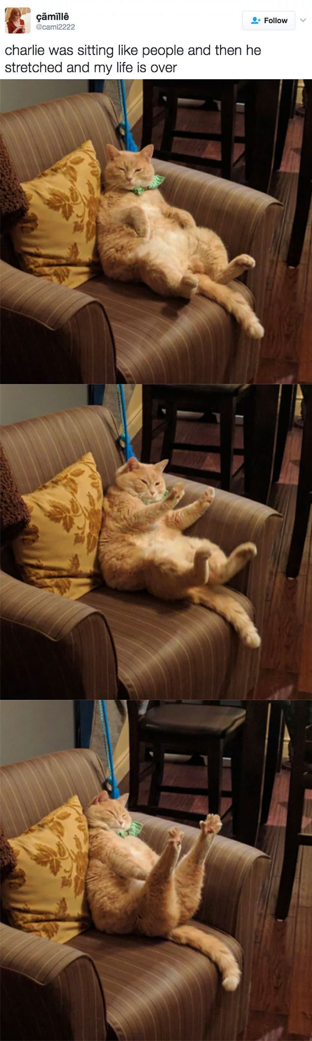 Kedisini kısırlaştırdı koni taktı ama... Kediye bakın - Resim: 1