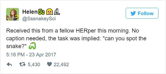 Fotoğraftaki yılanı bulabilir misiniz? İnternet alemi çıldırdı! - Resim: 2