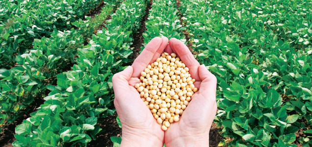  Türkiye  İsrail'e tohumluk ihraç ediyor - Resim: 1