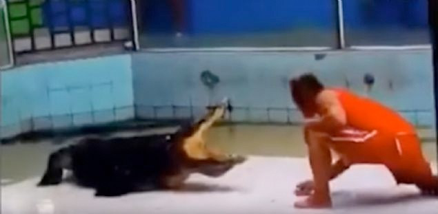 Timsah gösterisinde dehşet anları görüntülendi - Resim: 1