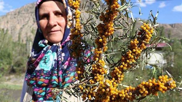 Portakaldan 12 kat fazla C vitaminine sahip  - Resim: 4