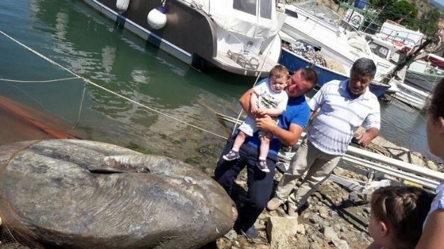 Yarım ton ağırlığında balık yakalandı - Resim: 1