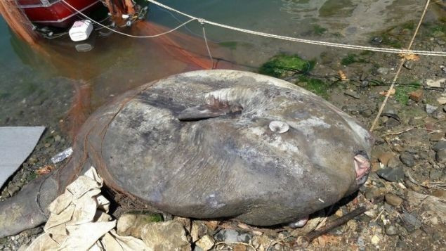 Yarım ton ağırlığında balık yakalandı - Resim: 4