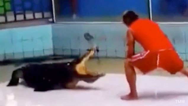 Timsah gösterisinde dehşet anları görüntülendi - Resim: 2