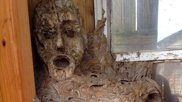 Bu görüntü sosyal medyayı salladı! Arılar kovanını... - Resim: 4