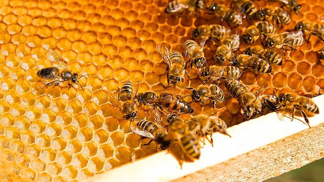 Bu fotoğrafa bakamıyor musunuz? O zaman sizde 'Tripofobik'siniz! - Resim: 3