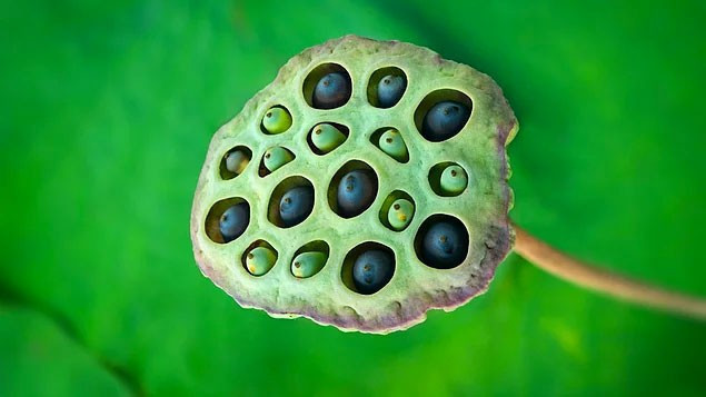 Bu fotoğrafa bakamıyor musunuz? O zaman sizde 'Tripofobik'siniz! - Resim: 4