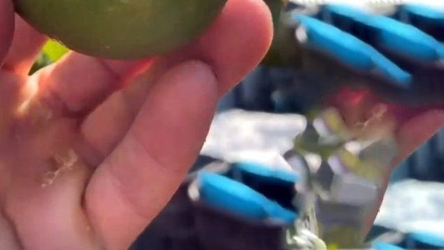 Nusret Gökçe paylaştı herkes o ayrıntıya kilitlendi nasırlı elleri olay oldu - Resim: 1