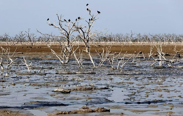 İklimin yaşam çığlıkları kuraklık geliyor! - Resim: 2