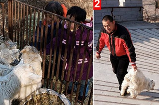 Canlı canlı yem ettiler... Bunun adı vahşet!  - Resim: 1