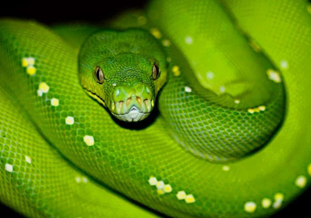 Tuvalete girip kapağını açınca ne yapacağını şaşırdı - Resim: 1