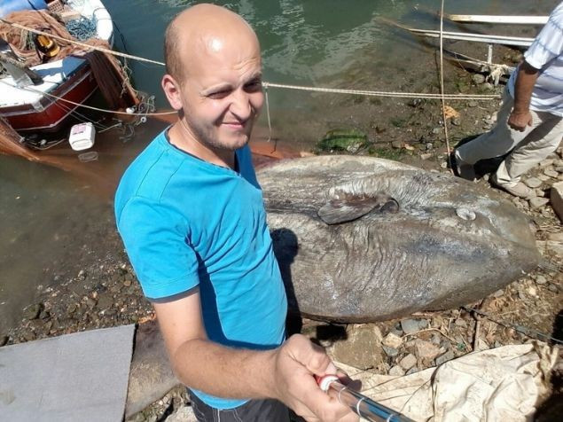 Yarım ton ağırlığında balık yakalandı - Resim: 2