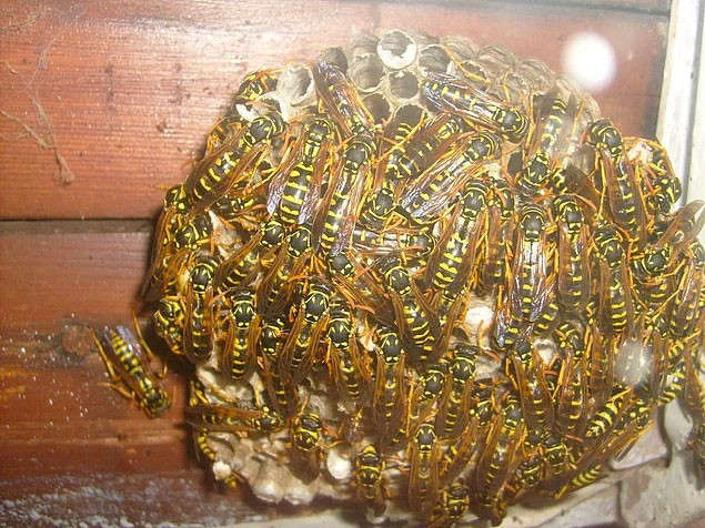 Bu görüntü sosyal medyayı salladı! Arılar kovanını... - Resim: 2