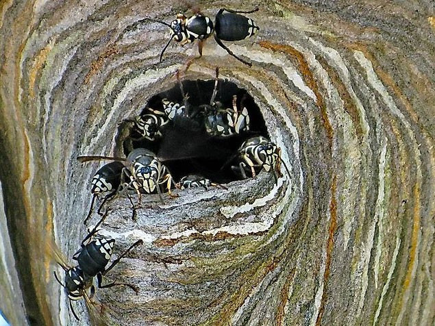 Bu görüntü sosyal medyayı salladı! Arılar kovanını... - Resim: 3