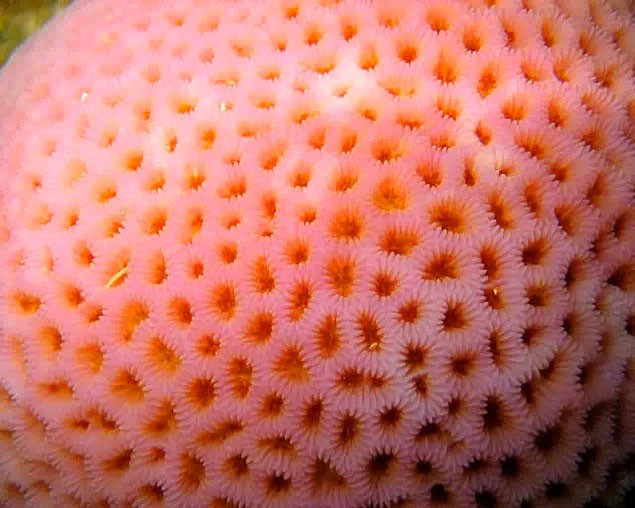 Bu fotoğrafa bakamıyor musunuz? O zaman sizde 'Tripofobik'siniz! - Resim: 2