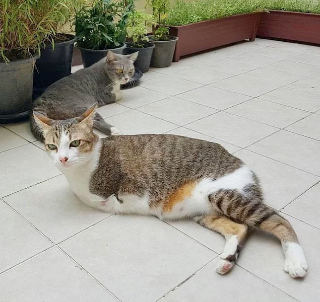 'İki ayaklı kedi' sosyal medyayı bakın nasıl salladı  - Resim: 3