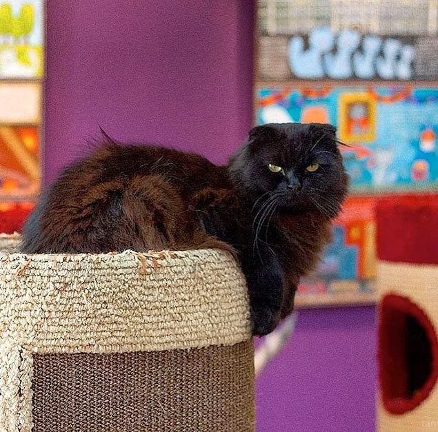 Bu cumhuriyet başka Avrupa'nın kedi cumhuriyeti - Resim: 4