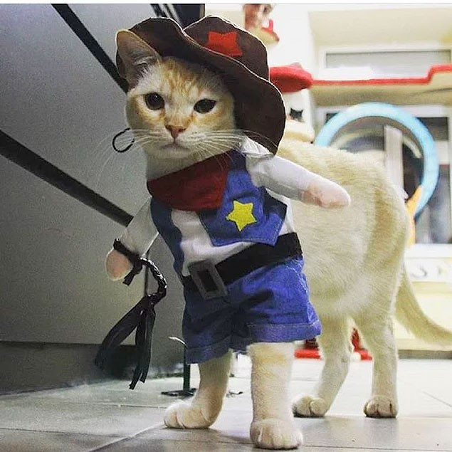 Bu cumhuriyet başka Avrupa'nın kedi cumhuriyeti - Resim: 1