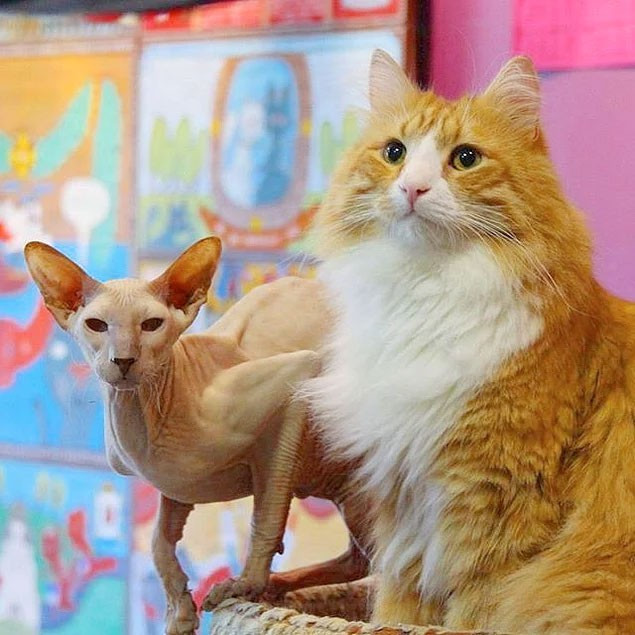 Bu cumhuriyet başka Avrupa'nın kedi cumhuriyeti - Resim: 3