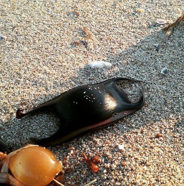 Plajda bulduğu şeyin ne olduğunu öğrendi şoke oldu! - Resim: 3