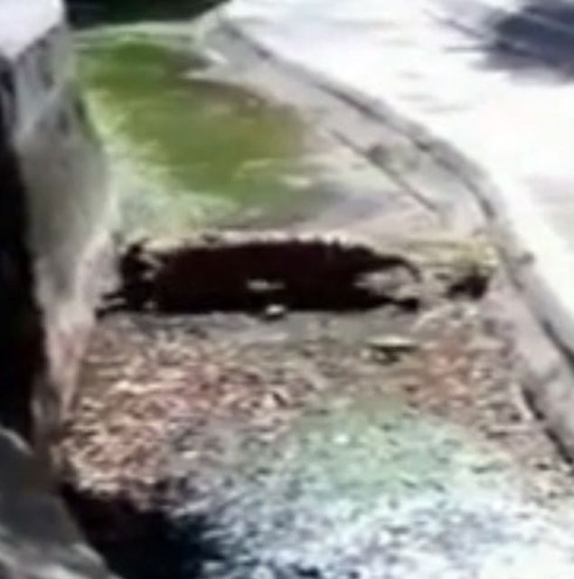 Genç adam kaplanın yuvasına girdi sonrası büyük vahşet - Resim: 3