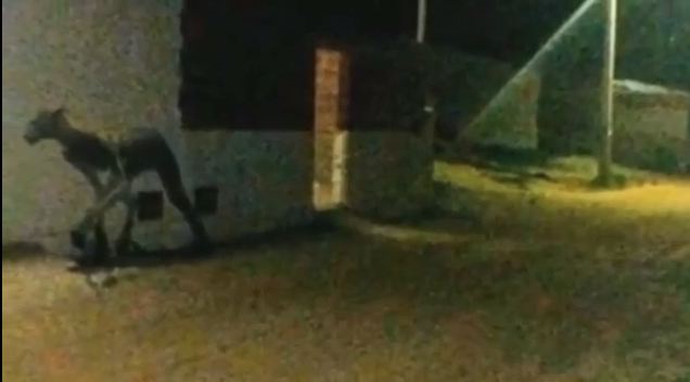 Sadece geceleri ortaya çıkıyor halk gözlerine inanamadı  - Resim: 2