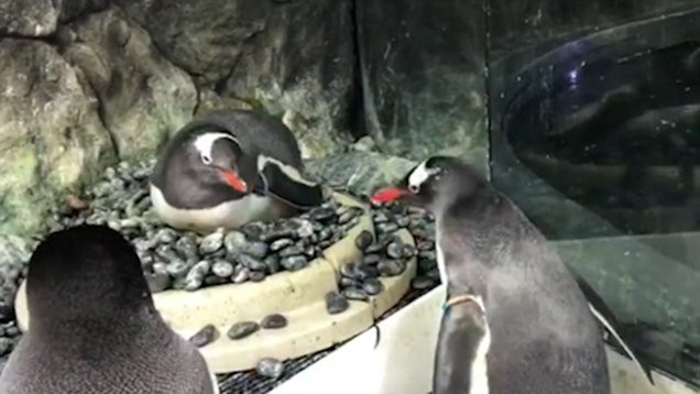 Eşcinsel penguen çift bebek sahibi oldu - Resim: 4