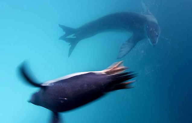 İşte leopar fokunun kanlı avı - Resim: 3