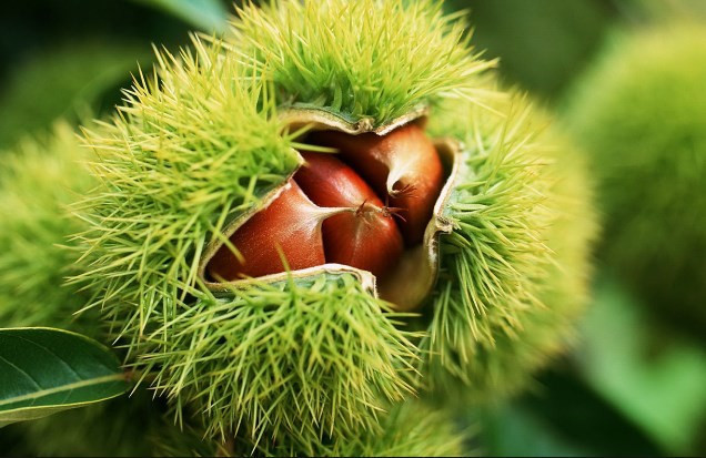 Kestanenin kabuğunu kolayca soymak için - Resim: 2