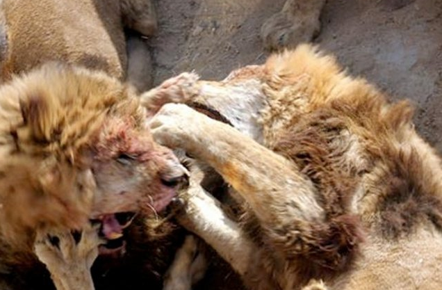 Canlı canlı yem ettiler... Bunun adı vahşet!  - Resim: 2