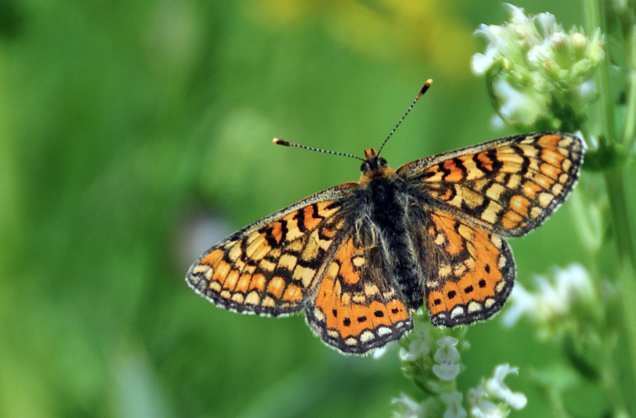 Türkiye'de 409 Gümüşhane'de 181 türü var - Resim: 1
