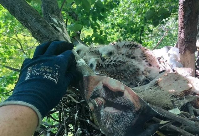 Pandemi vahşi yaşam için hala devam ediyor! İnsanın içini acıtan görüntüler - Resim: 3